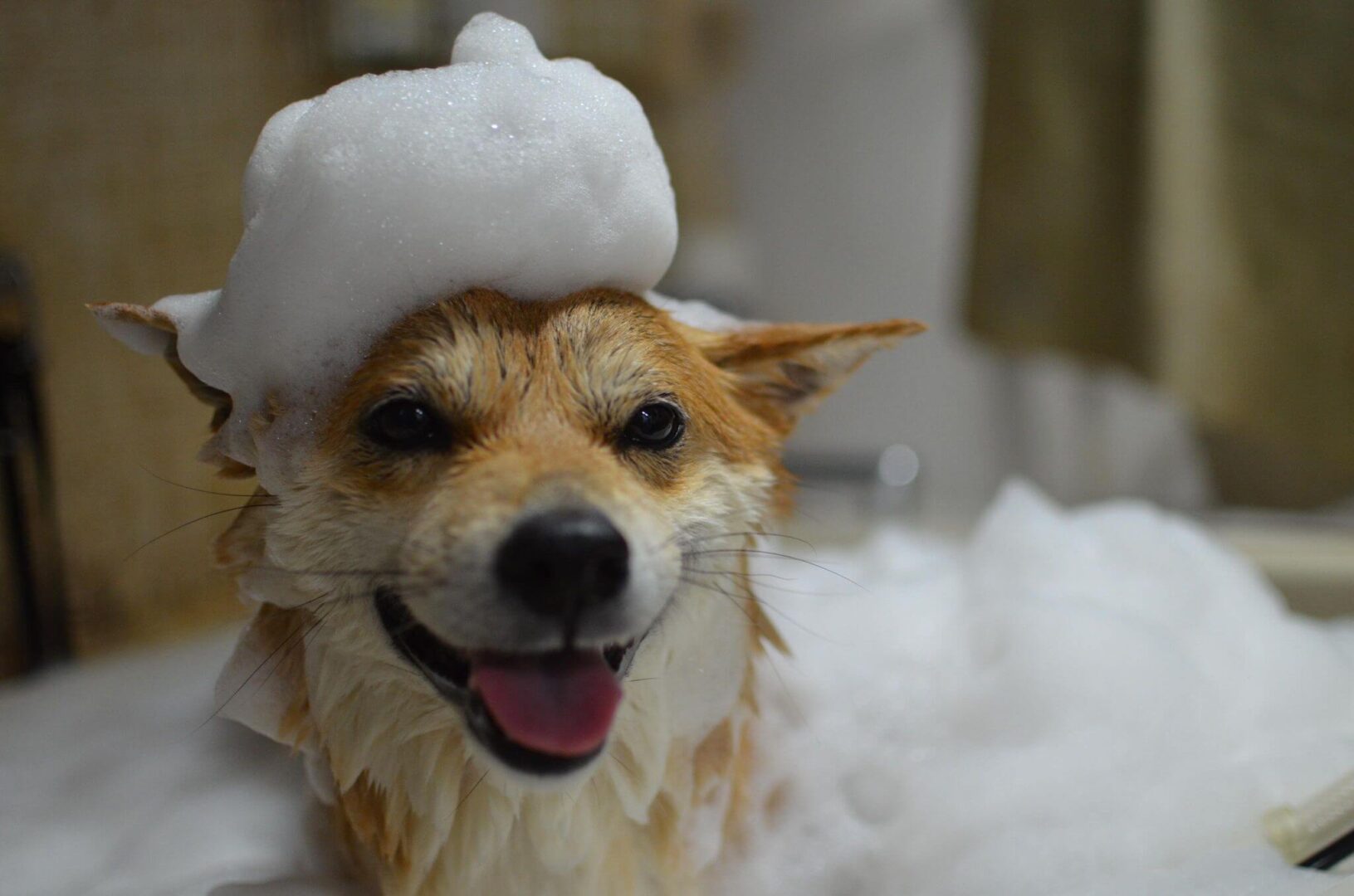 Dog Salon 102（ドッグサロン ワンオーツー）